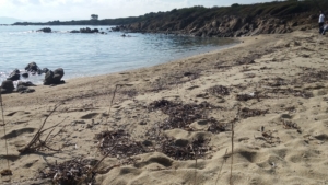 Spiaggia di Cala Delfino