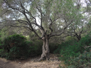 Olivastro