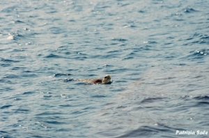 Tartaruga Caretta