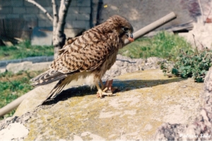 Falco Pellegrino