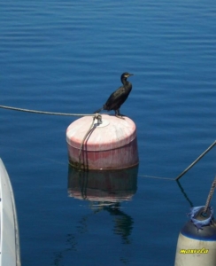 Il Cormorano