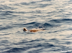 Tartaruga caretta