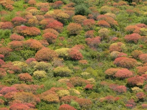 Euphorbia di Arborea