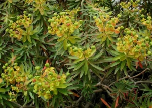 Frutti Euphorbia di Arborea