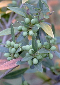 Olivastro